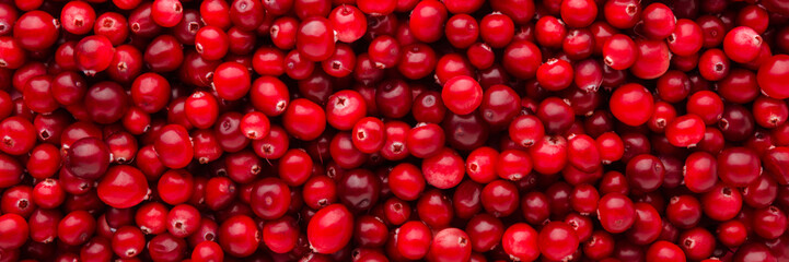 Fresh red cranberries. Berry background. Closeup. Top down view. Wide banner.