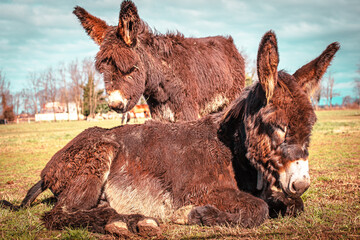 Donkeys mother and cute son Farm animals and pet therapy - 539472128