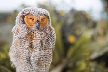 A beautiful owl with closed eyes sits on a tree branch