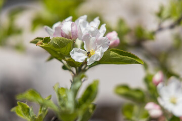 Apple blossoms, close-up
