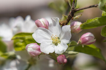 Apple blossoms, close-up
