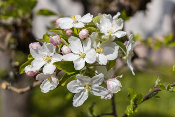 Fototapeta na wymiar Apple blossoms, close-up 