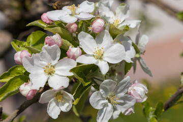 Obraz premium Apple blossoms, close-up 