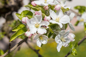 Obraz na płótnie Canvas Black and red beetle in apple blossoms, close-up 