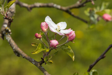 Obraz premium Apple blossoms, close-up 