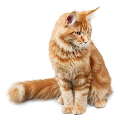 Adorable red cat isolated on white background - obrazy, fototapety, plakaty