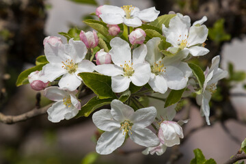 Apple blossoms, close-up
