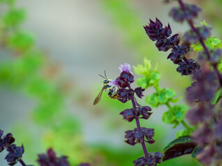 Yellowjacket Wasp (Vespula vulgaris) on Basil (Ocimum basilicum)