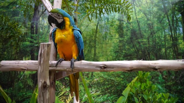Parrot colorful macaw standing on a branch.