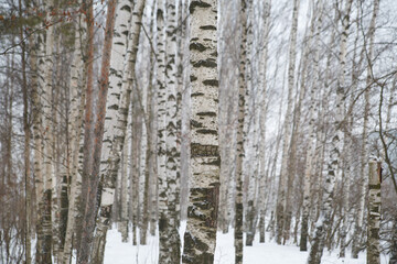 Birch forest on a cloudy winter day.