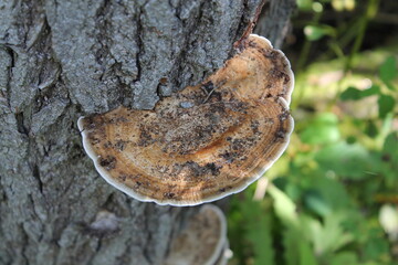 beau champignon brun nuancé sur un tronc d'arbre en forêt