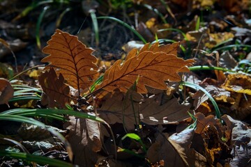 View of brown oak leaf in backlight