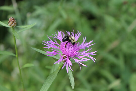 Un bourdon qui prend le nectar d'une fleur centaur&eacute;e jac&eacute;e ,Centaurea jacea