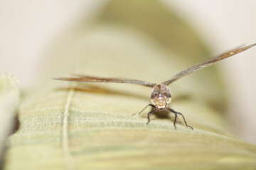 Dragonfly head close-up on a light background