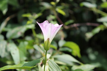 Jolie fleur sauvage dégradé de blanc à rose dont je ne connais pas le nom