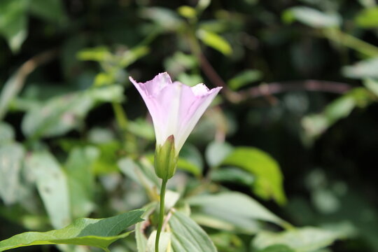 Jolie fleur sauvage d&eacute;grad&eacute; de blanc &agrave; rose dont je ne connais pas le nom