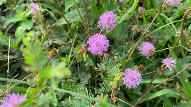 Bee on Mimosa pudica flower, collecting pollen, raw wild honey