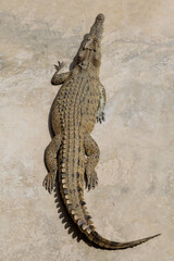 Close up big head crocodile is danger animal wildlife