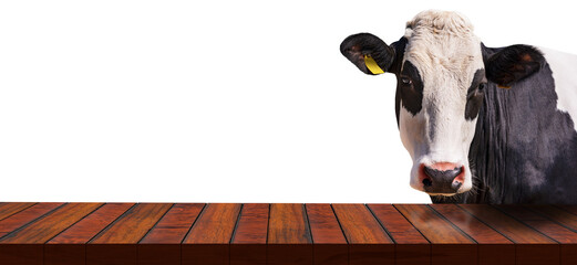 Close-up of an empty wooden table and a white and black dairy cow (heifer) looking at the camera,...