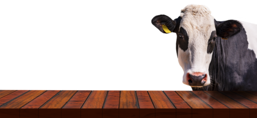 Close-up of an empty wooden table and a white and black dairy cow (heifer) looking at the camera, isolated on transparent or white background, photography, png.