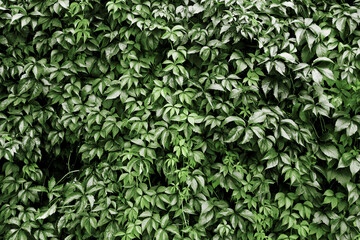 Climber plant background. Creeper plant texture. Gedge bush pattern. Natural summer wall. Home outdoor decoration. Green leaves texture.
