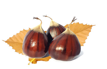 chestnut chestnuts nuts isolated in white background