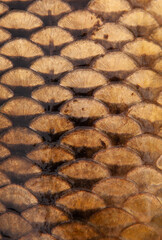 Fish scales close up. The skin of a fish as a background. © Vera