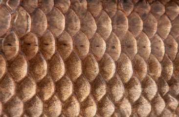 Fish scales close up. The skin of a fish as a background.