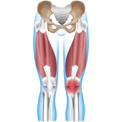 orthopedics knee collateral ligament injuries icon.
