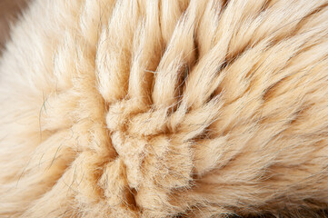 Beautiful spotted fur close-up. Texture of brown animal wool. Dog fur.