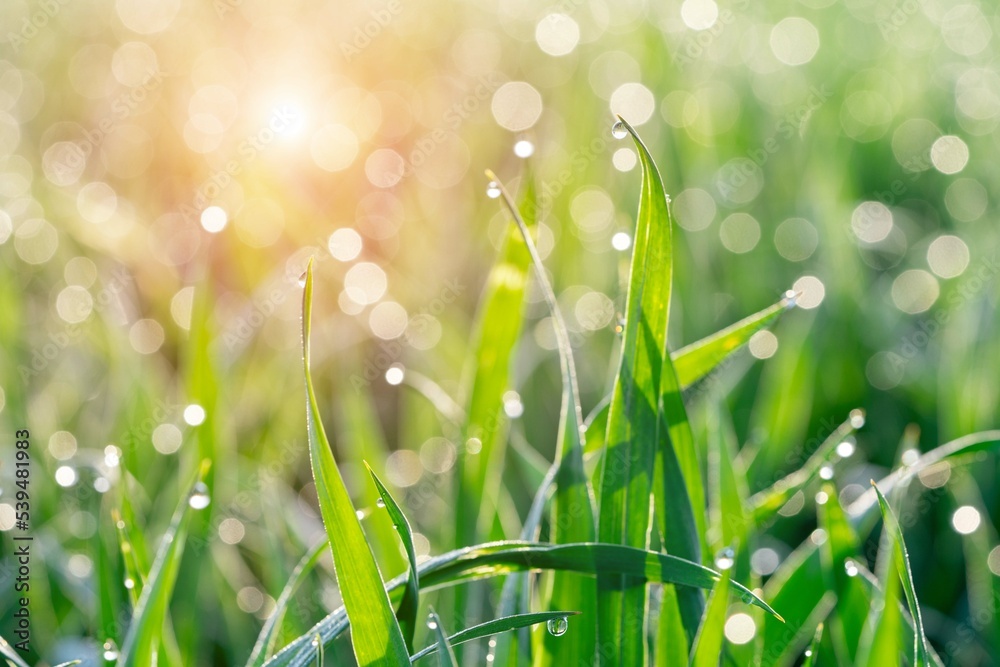 Canvas Prints grass with dew drops and rays of the rising sun