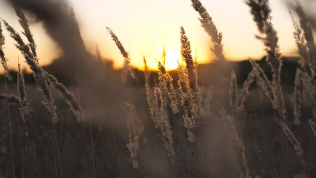 High stems of pampas grass with beautiful sunset at background. Tall wild plants slowly swaying on light breeze. Tranquil natural scene at summer evening. Blurred background. Crane shot Close up