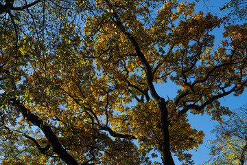 oak branches against the blue sky. autumn oak