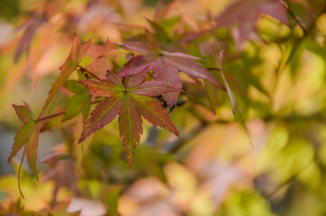 Close Up Of Autumn Leaves