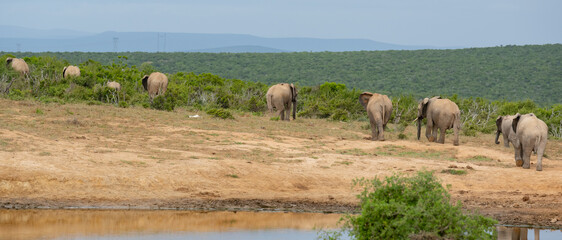 Elefanten Herde am Wasserloch in der Wildnis und Savannenlandschaft von Afrika