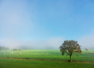 Fototapeta na wymiar cows in meadow and beautiful sunlight in morning mist under blue sky in the netherlands near river rhine