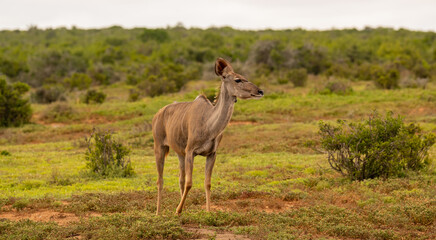 Naklejka na ściany i meble Großer Strepsiceros Kudu in der Wildnis und Savannenlandschaft von Afrika