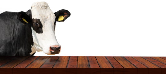 Close-up of an empty wooden table and a white and black dairy cow (heifer) looking at the camera, isolated on transparent or white background, photography, png.