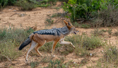 Schabrackenschakal in der Wildnis und Savannenlandschaft von Afrika