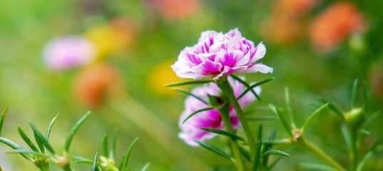 Close-up of purslane flowers or common purslane flowers beautiful