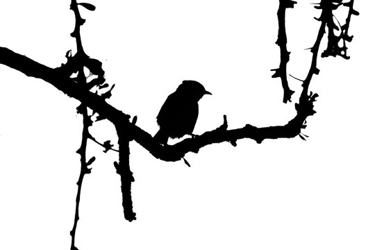 Smill Bird in Thorn Tree Silhouette