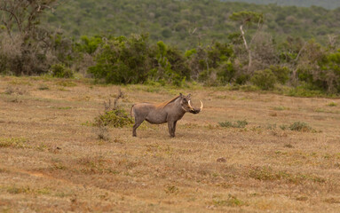 Fototapeta premium Warzenschwein in der Wildnis und Savannenlandschaft von Afrika