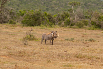 Warzenschwein in der Wildnis und Savannenlandschaft von Afrika