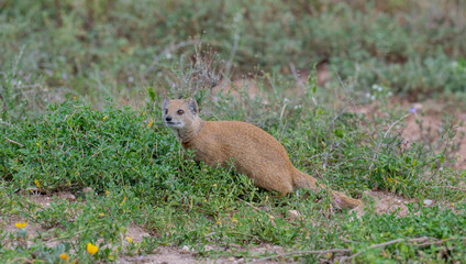 Mangusten in der Wildnis und Savannenlandschaft von Afrika