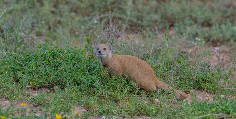 Mangusten in der Wildnis und Savannenlandschaft von Afrika