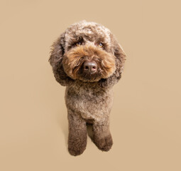 Cute poodle puppy dog autumn season. Isolated on beige or brown background