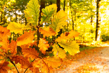 Herbstblätter am Waldweg