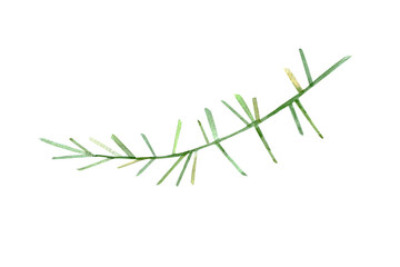 Green twig. Grass. Needle grass. Isolated on white background. Hand painted watercolor.