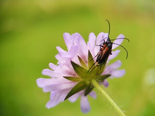 Insekten auf Pflanze