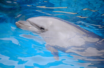 Naklejka premium イルカ